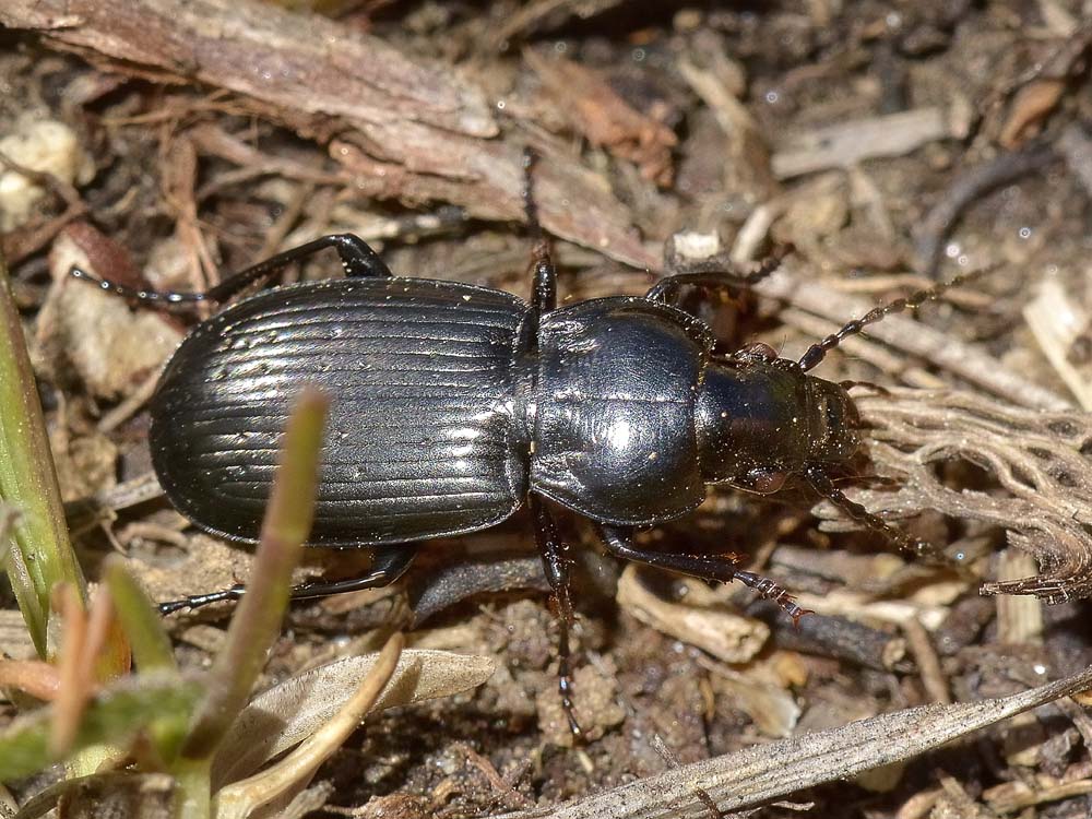 Pterostichus multipunctatus? - Pterostichus yvanii